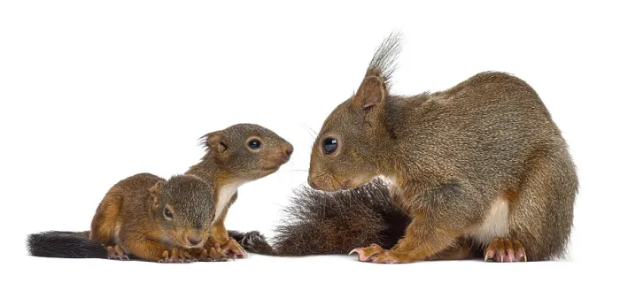 Framed Print : Mother Red squirrel and babies in front of a white background