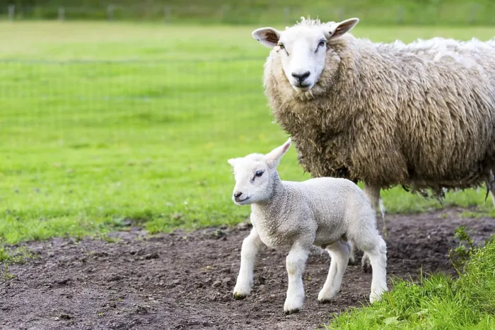 Framed Print : Mother sheep and newborn lamb in pasture during springtime Framed Print : Mother sheep and newborn lamb in pasture during springtime