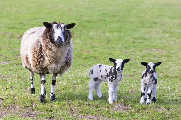 Framed Print : Mother sheep with two newborn lambs in spring meadow Framed Print : Mother sheep with two newborn lambs in spring meadow