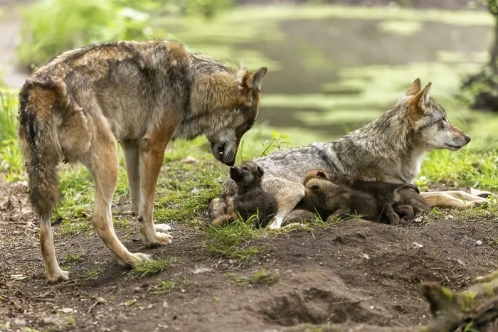 Framed Print : A mother wolf interacts tenderly with her pups in a forest next to water Framed Print : A mother wolf interacts tenderly with her pups in a forest next to water