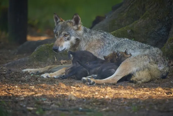 Framed Print : A mother wolf lies protectively with her pups on the forest floor