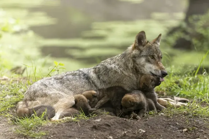 Framed Print : A mother wolf lovingly cares for her pups in the forest as they rest on the ground