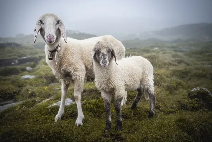 Framed Print : Mother with young animal, domestic sheep on alpine meadow Framed Print : Mother with young animal, domestic sheep on alpine meadow