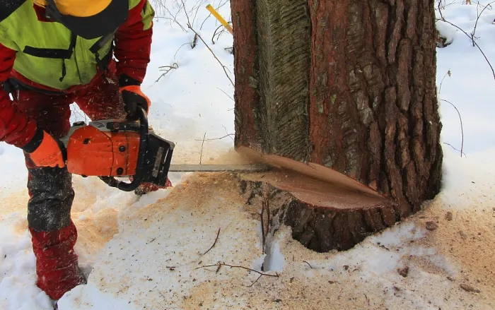 Framed Print : Motorised manual timber harvesting