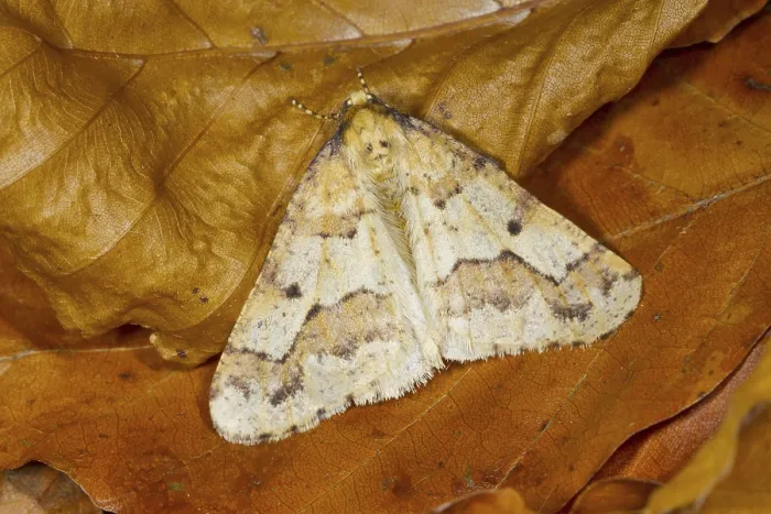 Framed Print : Mottled umber (Erannis defoliaria)