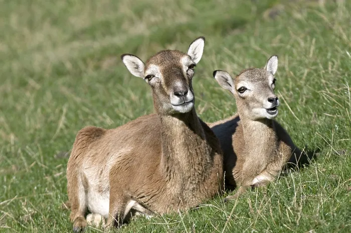 Framed Print : Mouflon (Ovis ammon), the dam with juvenile