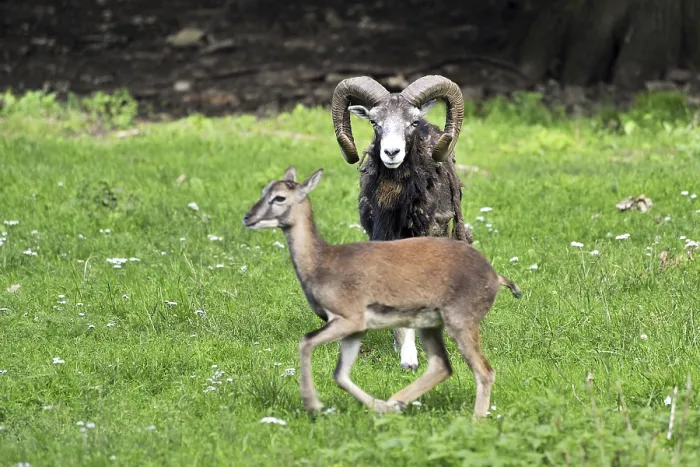 Framed Print : Mouflon (Ovis orientalis)