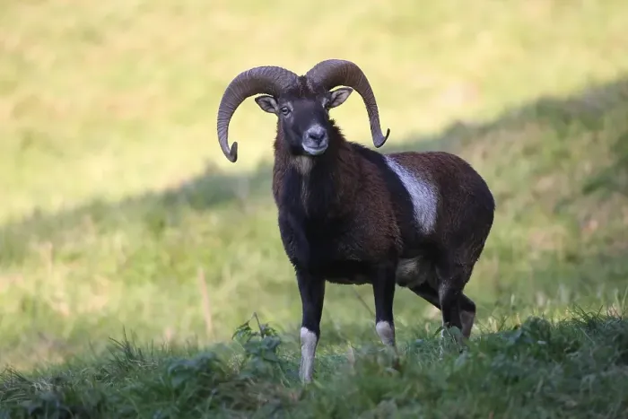 Framed Print : Mouflon (Ovis orientalis musimon)