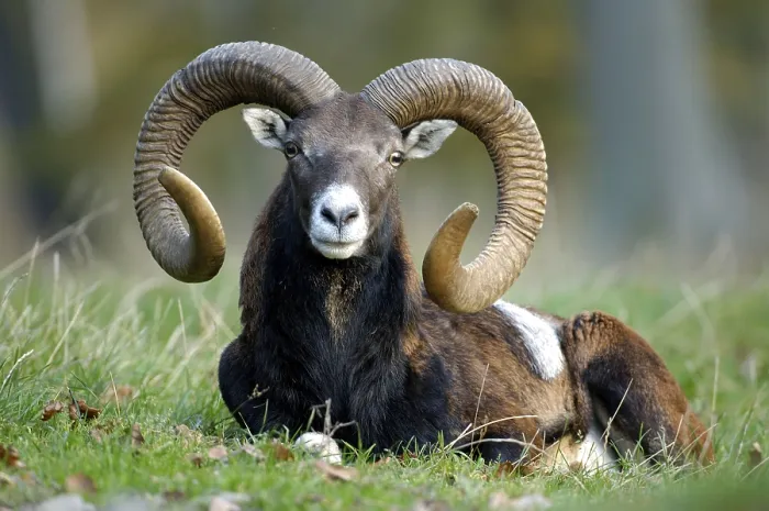 Framed Print : Mouflon ram (Ovis ammon) (Ovis orientalis)