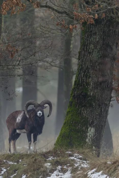 Framed Print : Mouflon ram (Ovis gmelini) next to a beautiful old oak tree