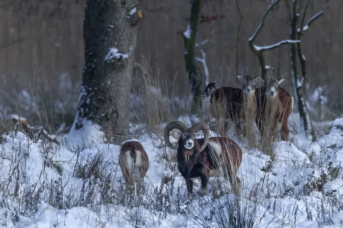 Framed Print : The mouflon ram (Ovis gmelini) continuously follows the female