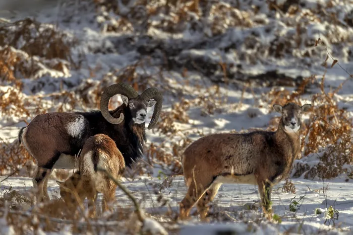 Framed Print : A mouflon ram (Ovis gmelini) with two females in the evening light in a snow-covered oak forest