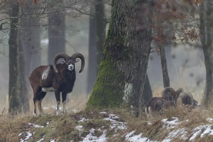 Framed Print : While a mouflon ram (Ovis gmelini) looks at me Framed Print : While a mouflon ram (Ovis gmelini) looks at me