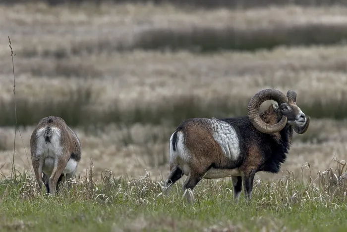 Framed Print : The mouflon ram (Ovis gmelini) looks attentively towards the edge of the forest