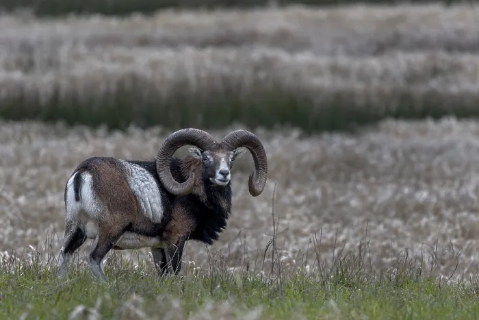 Framed Print : Mouflon ram (Ovis gmelini) on a moorland meadow Framed Print : Mouflon ram (Ovis gmelini) on a moorland meadow