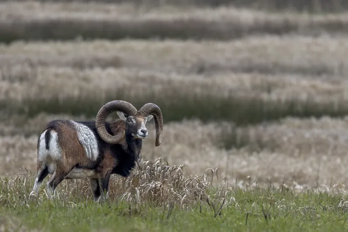 Framed Print : Mouflon ram (Ovis gmelini) on a moorland meadow