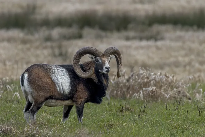 Framed Print : The mouflon ram (Ovis gmelini) is obviously well-fed