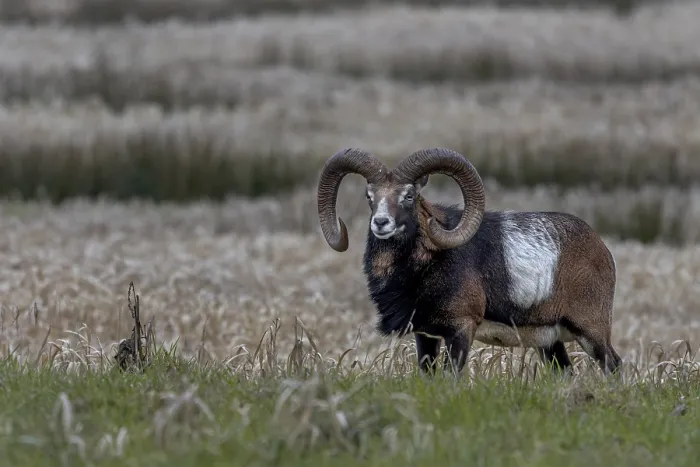 Framed Print : Mouflon ram (Ovis gmelini) with pronounced saddle patch Framed Print : Mouflon ram (Ovis gmelini) with pronounced saddle patch