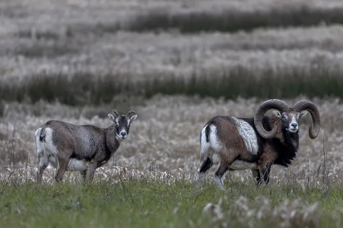 Framed Print : Mouflon rams (Ovis gmelini) and female looking attentively at the photographer Framed Print : Mouflon rams (Ovis gmelini) and female looking attentively at the photographer