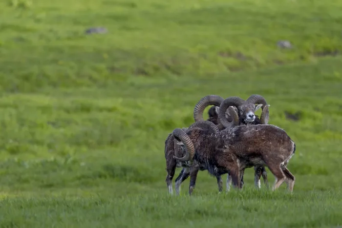 Framed Print : Mouflon rams (Ovis gmelini) are very playful animals