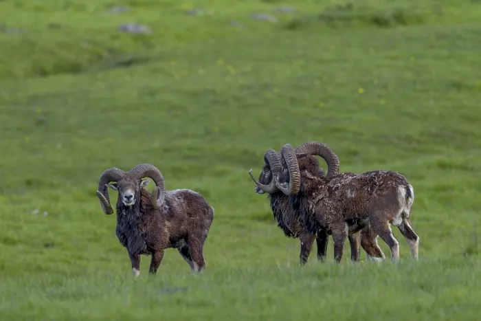 Framed Print : Mouflon rams (Ovis gmelini) are very playful animals