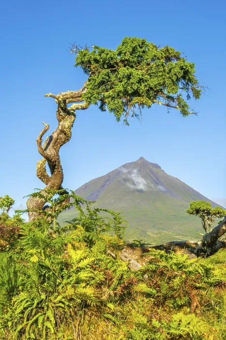 Framed Print : Mount Pico and Azores Juniper Trees in Sunny Morning