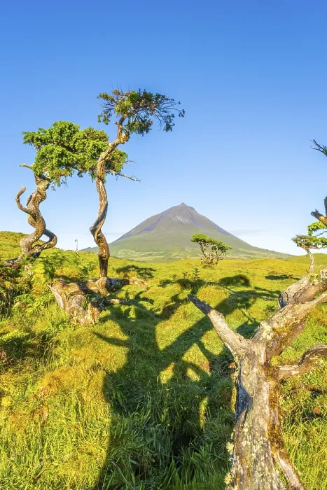Framed Print : Mount Pico and Azores Juniper Trees in Sunny Morning