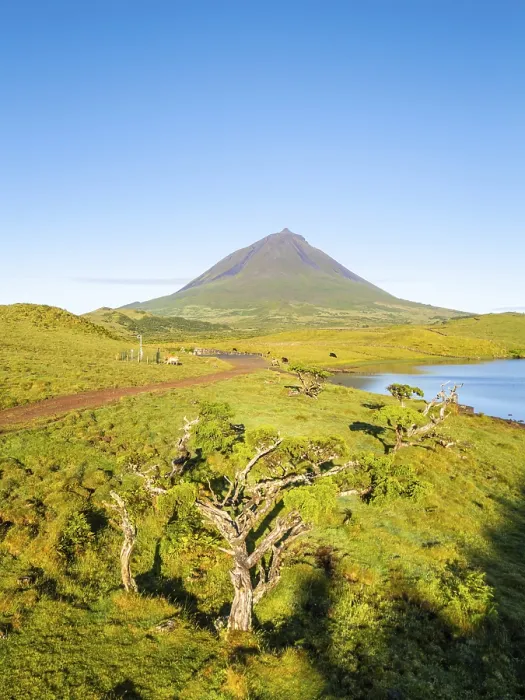 Framed Print : Mount Pico, Azores Juniper Trees in Sunny Morning
