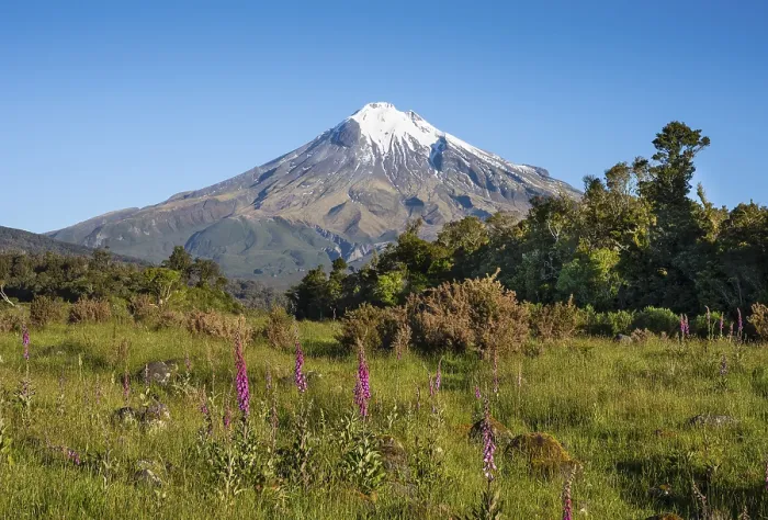 Framed Print : Mount Taranaki, in the foreground blooming foxglove (Digitalis purpurea) Egmont National Park