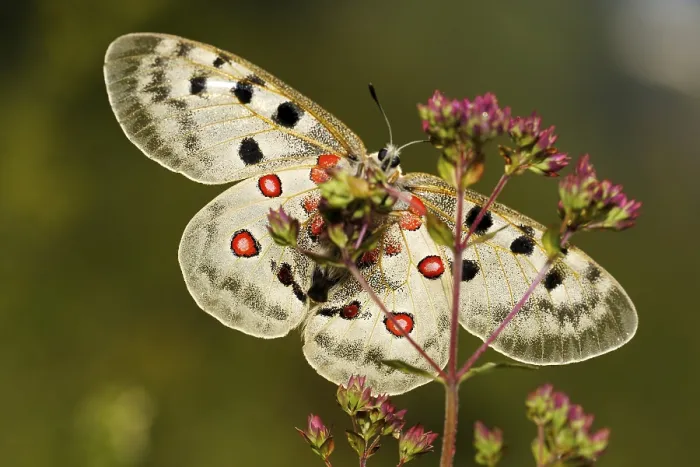 Framed Print : Mountain Apollo butterfly (Parnassius apollo)