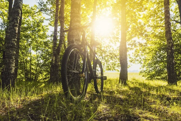 Framed Print : Mountain bike leaned on a tree next to a beautiful green forest with sun shining through the trees