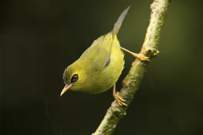Framed Print : Mountain Blackeye (Chlorocharis emiliae) Framed Print : Mountain Blackeye (Chlorocharis emiliae)