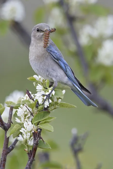 Framed Print : Mountain Bluebird (Sialia currucoides)