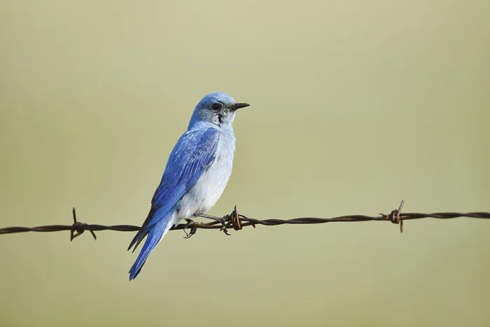Framed Print : Mountain Bluebird (Sialia currucoides) Framed Print : Mountain Bluebird (Sialia currucoides)