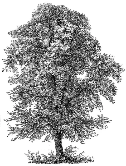 Framed Print : the mountain elm (Ulmus glabra)
