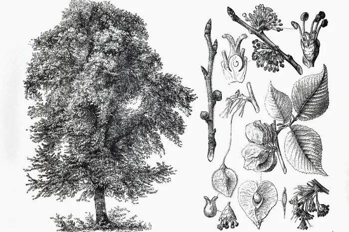 Framed Print : Mountain elm (Ulmus montana), tree