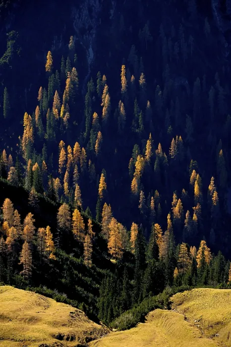 Framed Print : Mountain forest of firs with autumnal larches Framed Print : Mountain forest of firs with autumnal larches