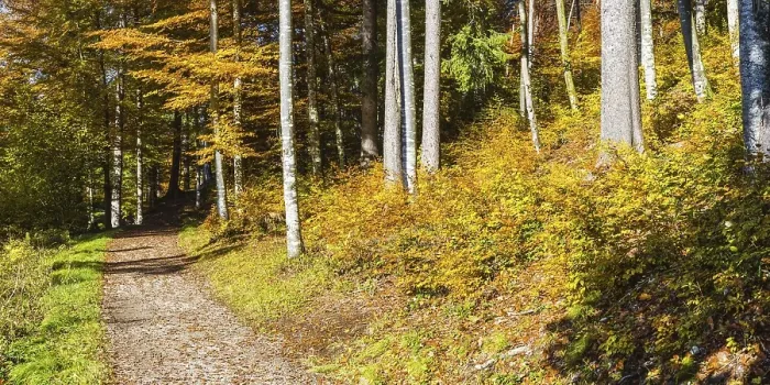 Framed Print : Mountain forest in Trettachtal