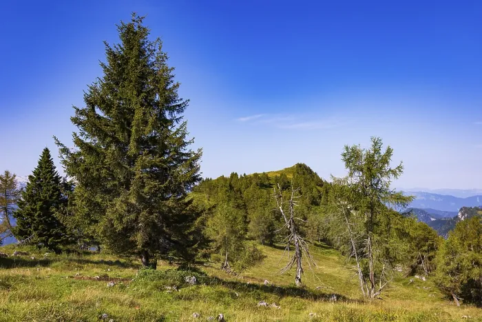 Framed Print : Mountain forest on the way to the summit of the Einberg
