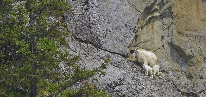 Framed Print : Mountain goat (Oreamnos americanus) with two young in rocky terrain