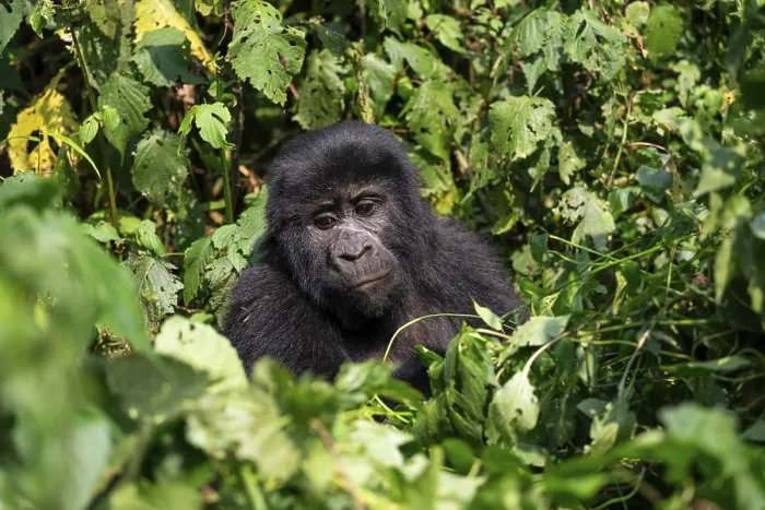 Framed Print : Mountain gorilla (Gorilla berengei berengei) Framed Print : Mountain gorilla (Gorilla berengei berengei)