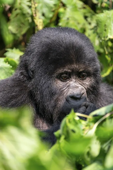 Framed Print : Mountain gorilla (Gorilla berengei berengei)