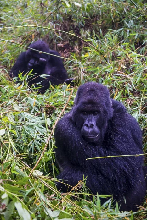 Framed Print : Mountain gorilla (Gorilla beringei beringei) Framed Print : Mountain gorilla (Gorilla beringei beringei)