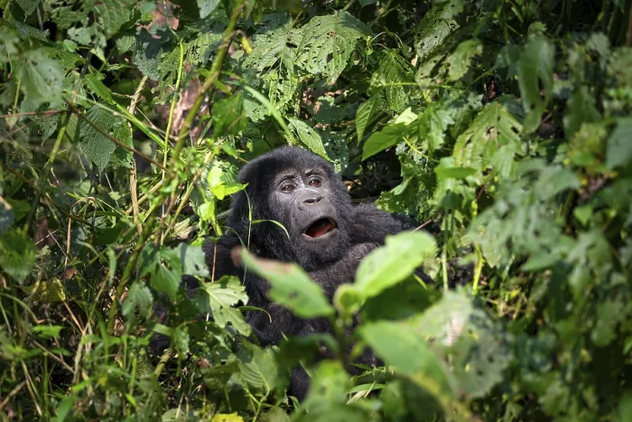 Framed Print : Mountain gorilla (Gorilla beringei beringei)