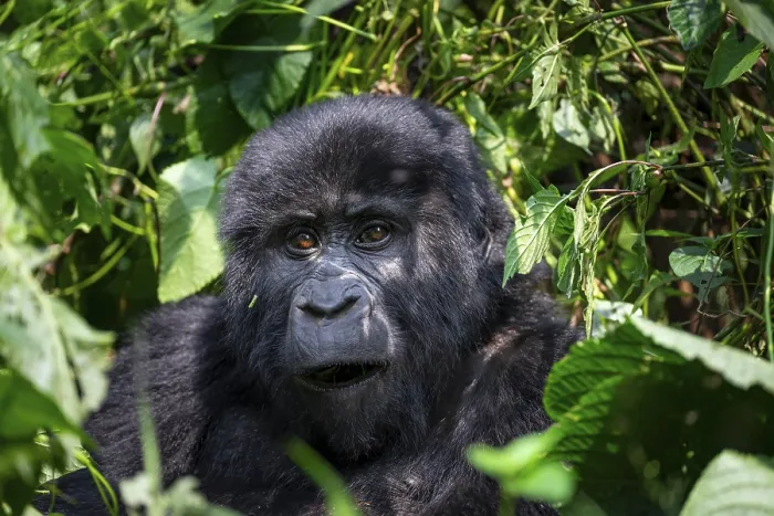 Framed Print : Mountain gorilla (Gorilla beringei beringei) Framed Print : Mountain gorilla (Gorilla beringei beringei)