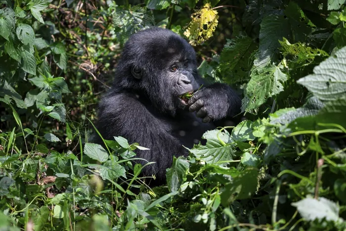 Framed Print : Mountain gorilla (Gorilla beringei beringei)