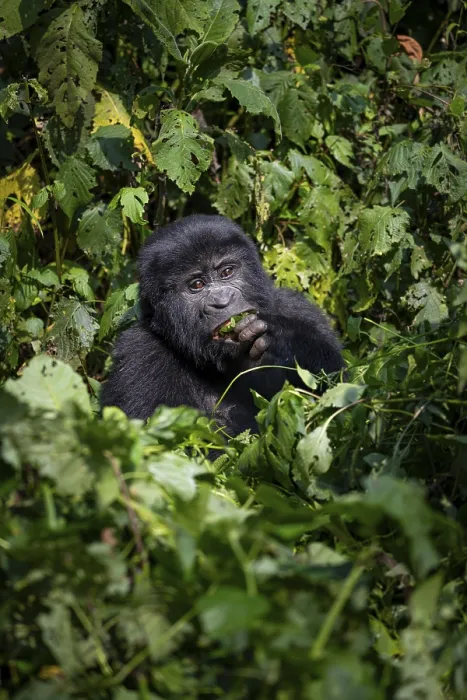 Framed Print : Mountain gorilla (Gorilla beringei beringei)
