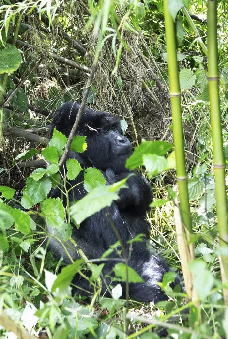 Framed Print : Mountain gorilla (Gorilla beringei beringei) Framed Print : Mountain gorilla (Gorilla beringei beringei)