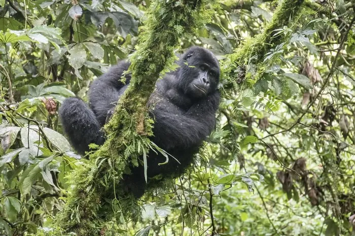 Framed Print : Mountain Gorilla (Gorilla beringei beringei) of the Nkuringo group Framed Print : Mountain Gorilla (Gorilla beringei beringei) of the Nkuringo group