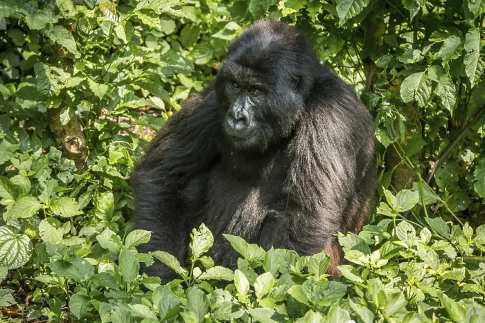 Framed Print : Mountain gorilla sitting in the leaves in the Virunga National Park